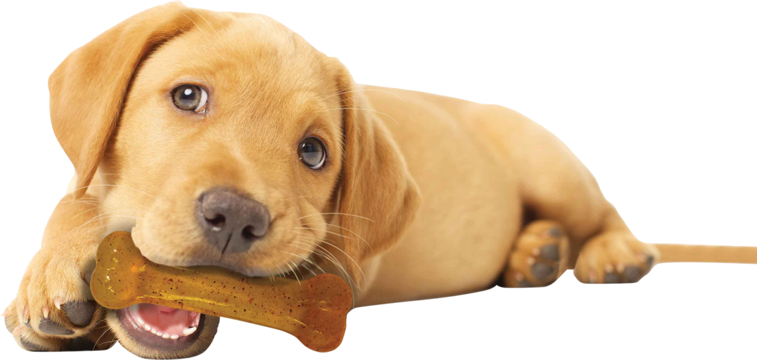 Nylabone Puppy Chew Chicken Flavor Regular Size Chew Toy