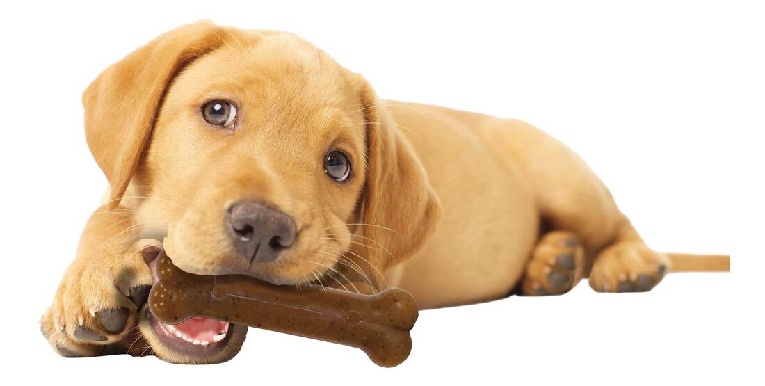Nylabone Puppy Chew Chicken Flavor Wolf Size Chew Toy