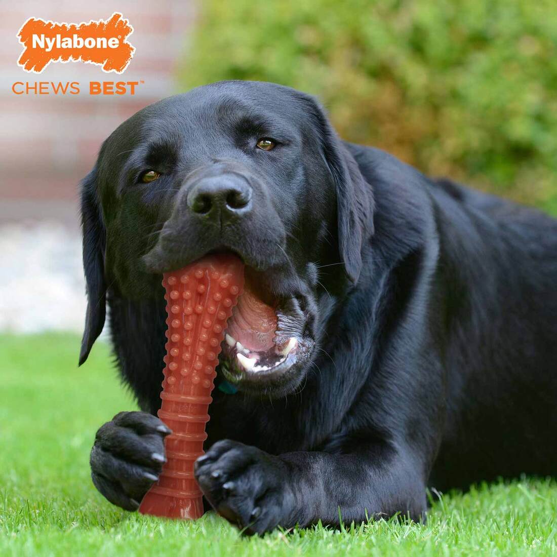 Nylabone Power Chew Flavored Durable Chew Toy, Bacon, X-Large/Souper