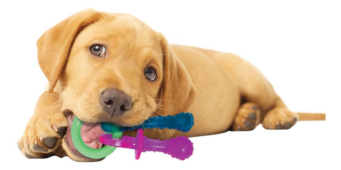 Nylabone Puppy Teething Pacifier X-Small Chew Toy