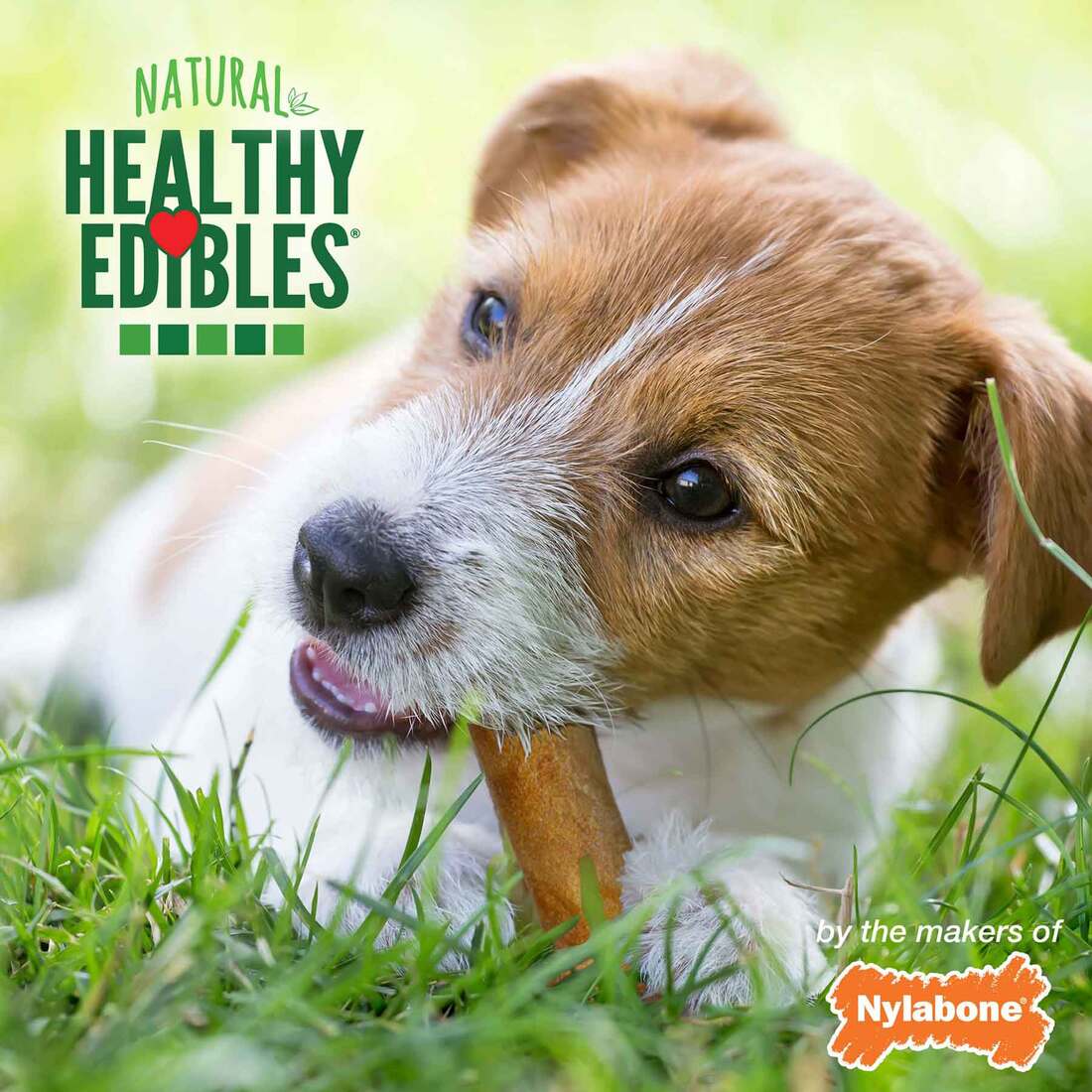 Nylabone Healthy Edibles Bacon, 12 Count