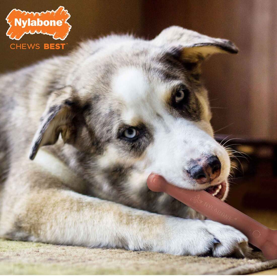 Nylabone Dura Chew Twin Pack Bacon & Chicken Dog Chew Toy, Giant Size