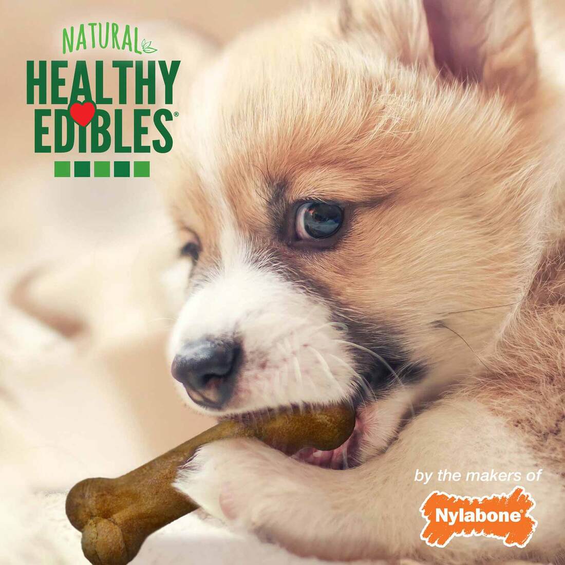 Nylabone Edibles Puppy Lamb & Apple, 8 Count