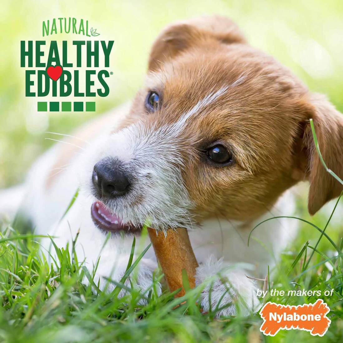 Nylabone Healthy Edibles Bacon Petite, 8 Count