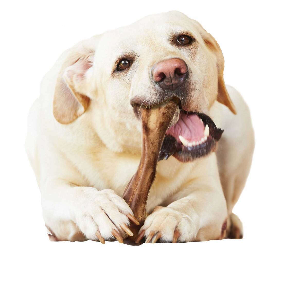 Nylabone Edible Healthy Wild Biso, Large