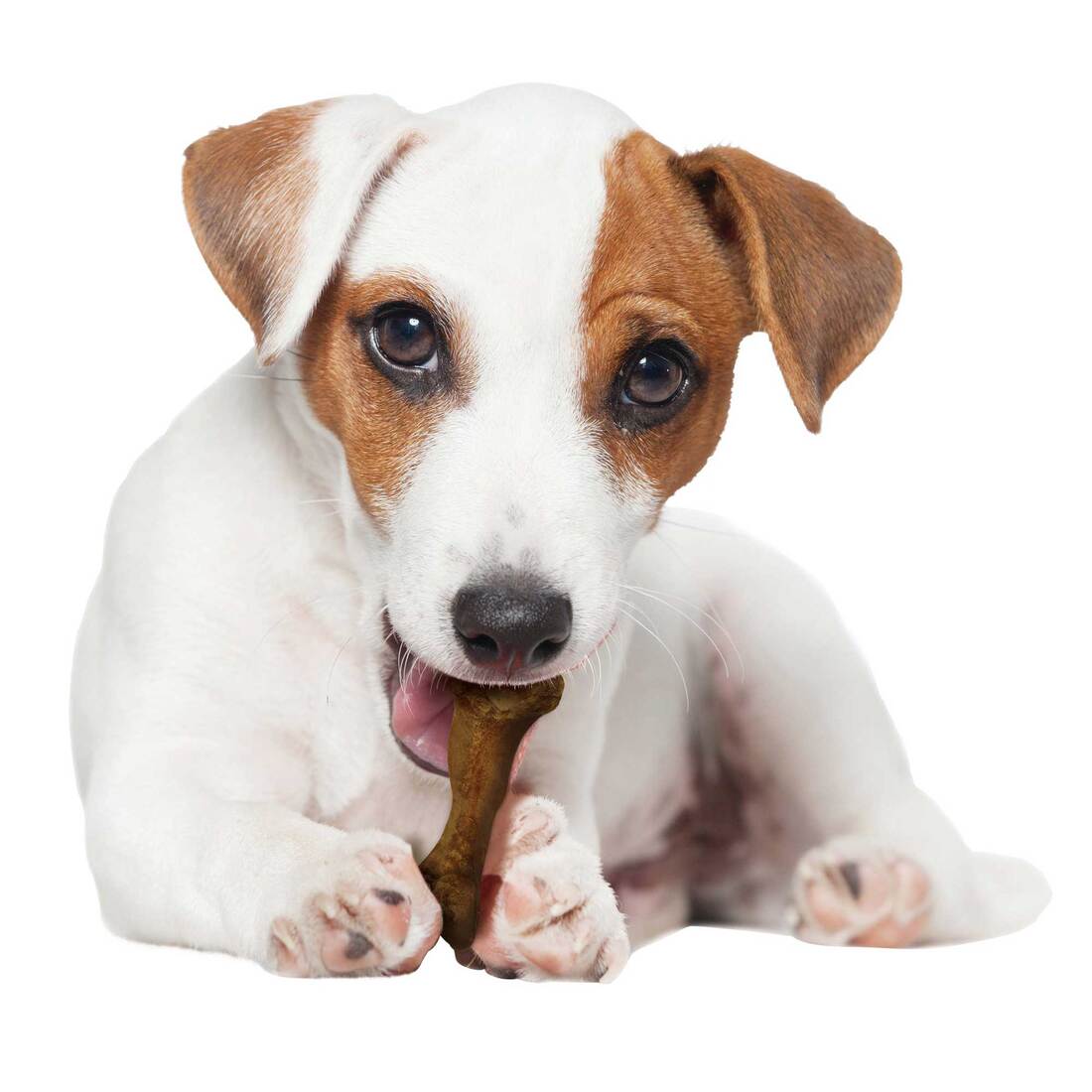 Nylabone Edibles Wild Bison Value Bag 16 Count