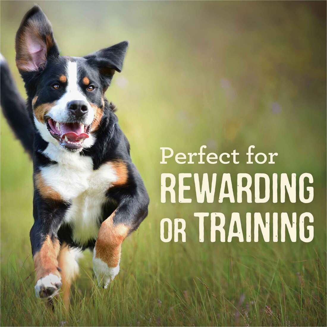 Merrick Power Bites Natural Soft And Chewy Dog Treats, Real Beef Recipe - 6 Ounce Bag