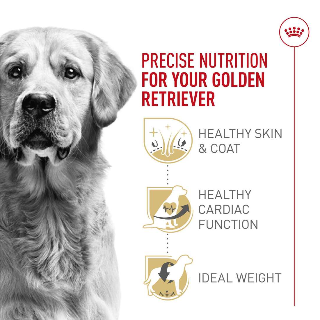 Royal Canin® Breed Health Nutrition® Golden Retriever Adult Dry