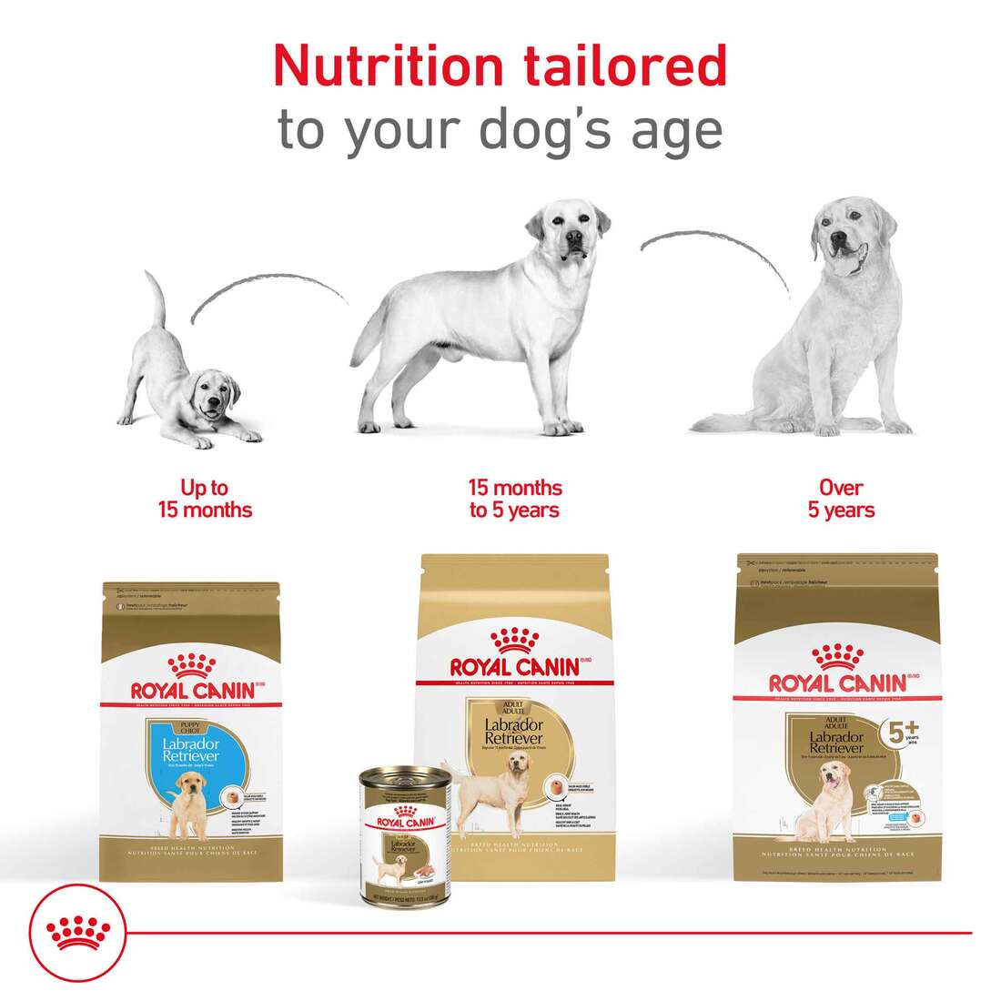 Labrador Retriever Royal Canin Golden Retriever Puppy Reviews