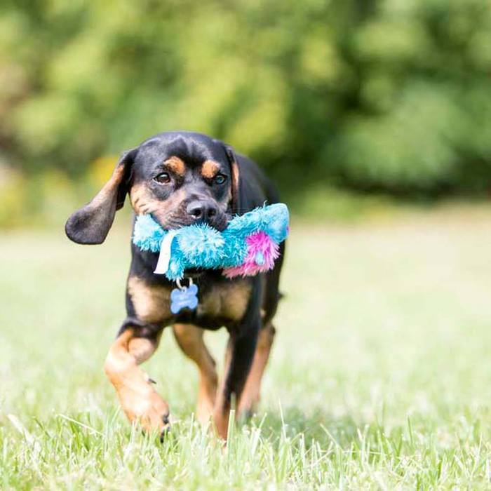 KONG Cozie Baily Dog, Medium