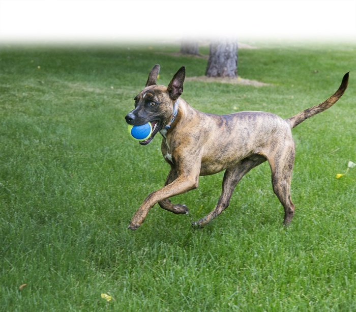 KONG Ultra SqueakAir Ball, Large