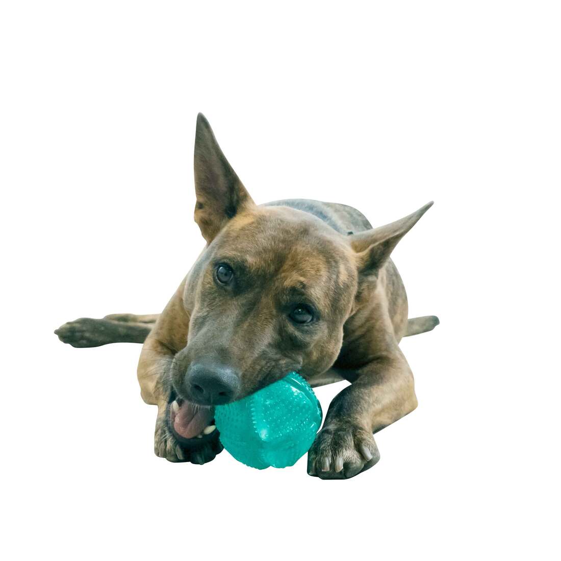 Kong Squeez Dental Ball Dog Toy, Medium