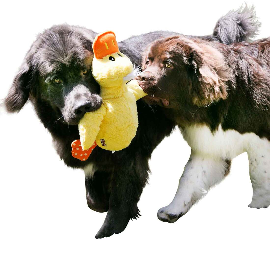 KONG Dog Toy Comfort Jumbo, Assorted, Extra Large