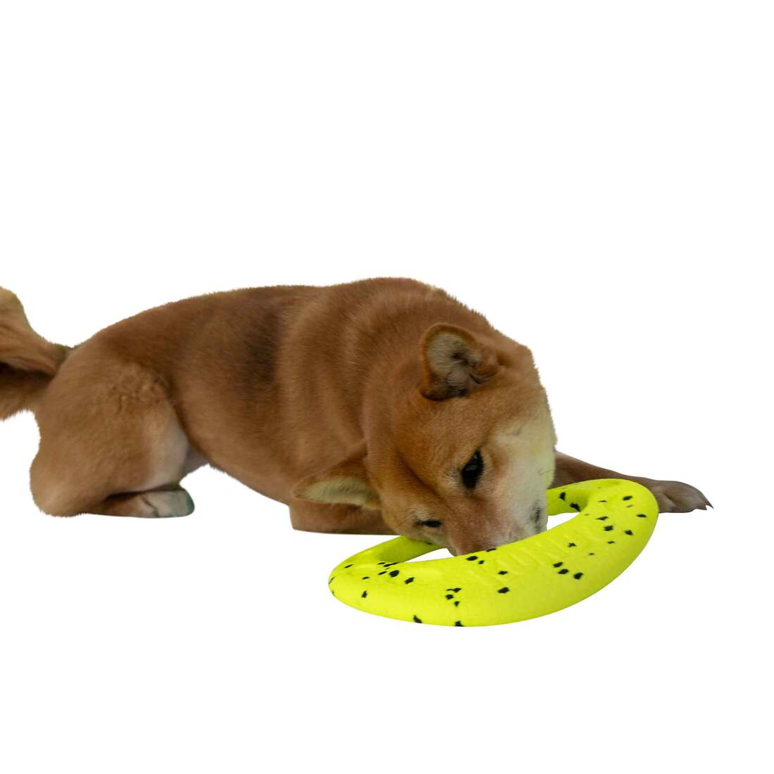 KONG Reflex Flyer Dog Toy