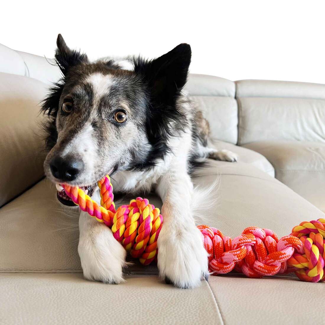 KONG Rope Bunji Dog Toy, Assorted, Large