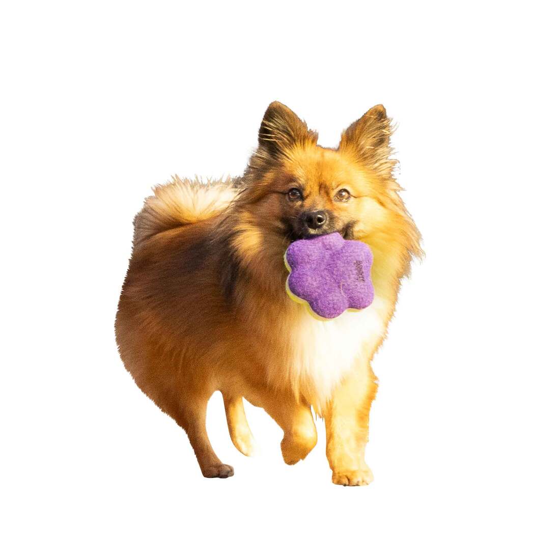 KONG Airdog® Squeaker Paw Dog Toy, Medium