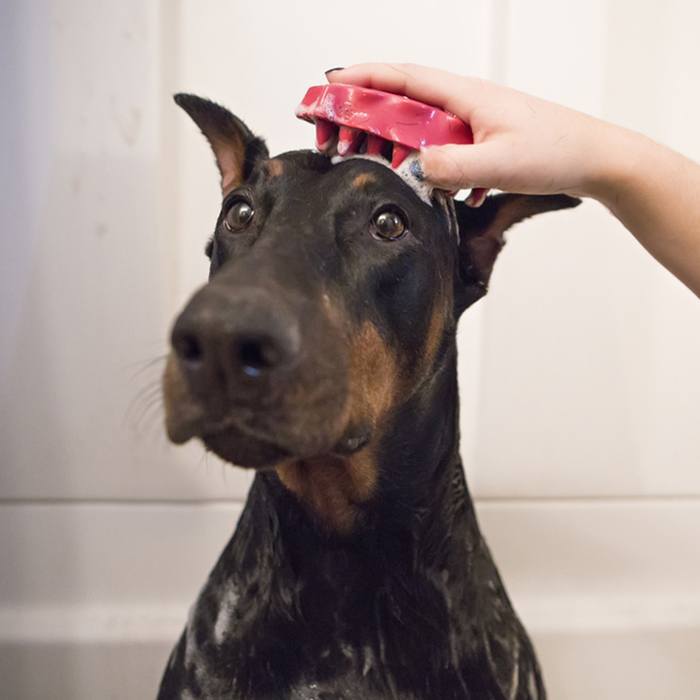 KONG ZoomGroom Raspberry, Small