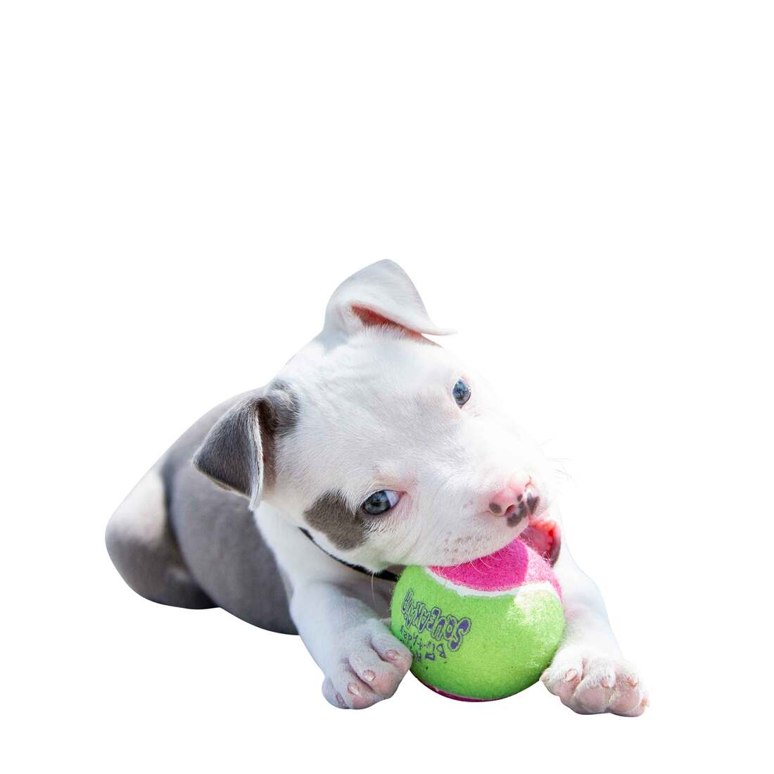 KONG Birthday Balls Dog Toy, Medium, 3 Count