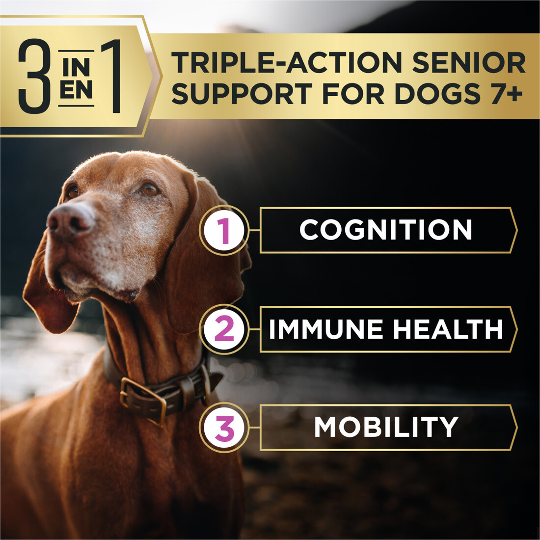 Dog Food Dry Food Purina Pro Plan AdvantEDGE Senior Support Plus Small ...