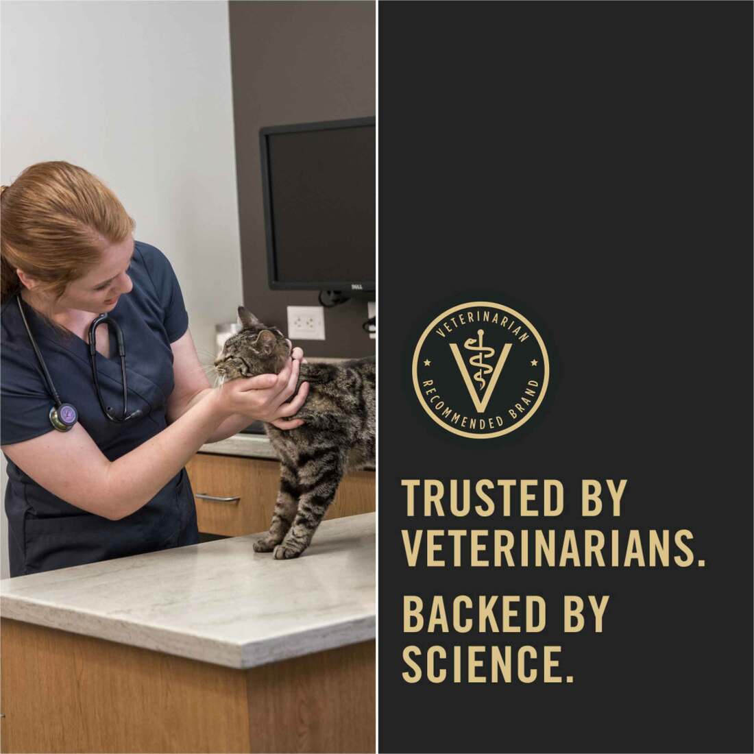 How Many Times a Day Do You Feed a Cat​: Expert Feeding Tips Revealed