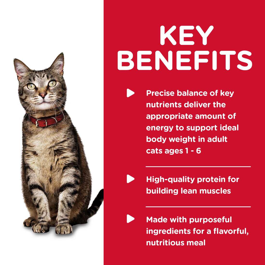Hill's® Science Diet® Wet Cat Food, Adult Savory Salmon Entrée, 5.5 Ounces