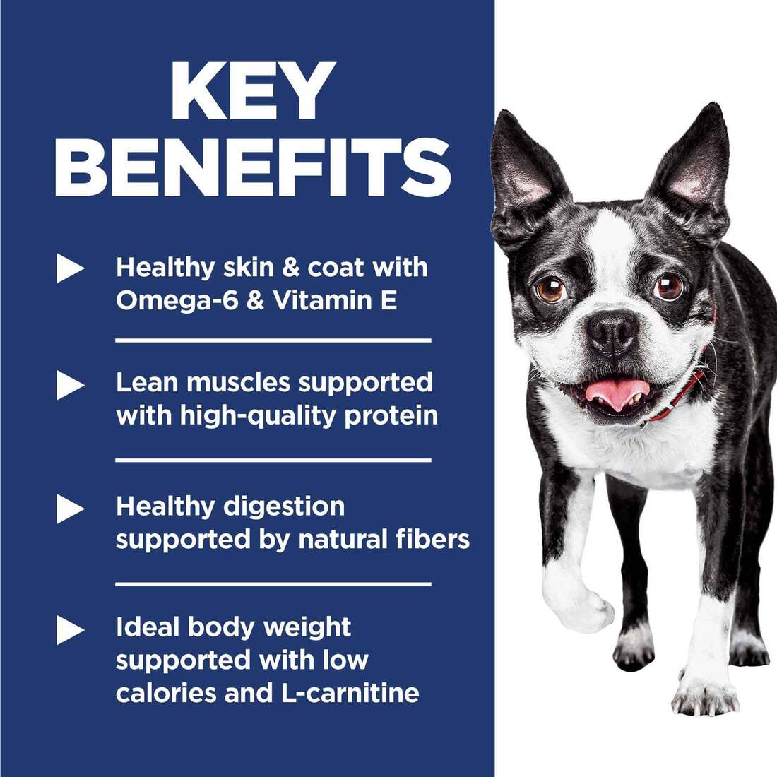 l carnitine injection for belly fat l-carnitine injection for fat loss Buy L-Carnitine Tartrate online from  Bulk Nutrients
