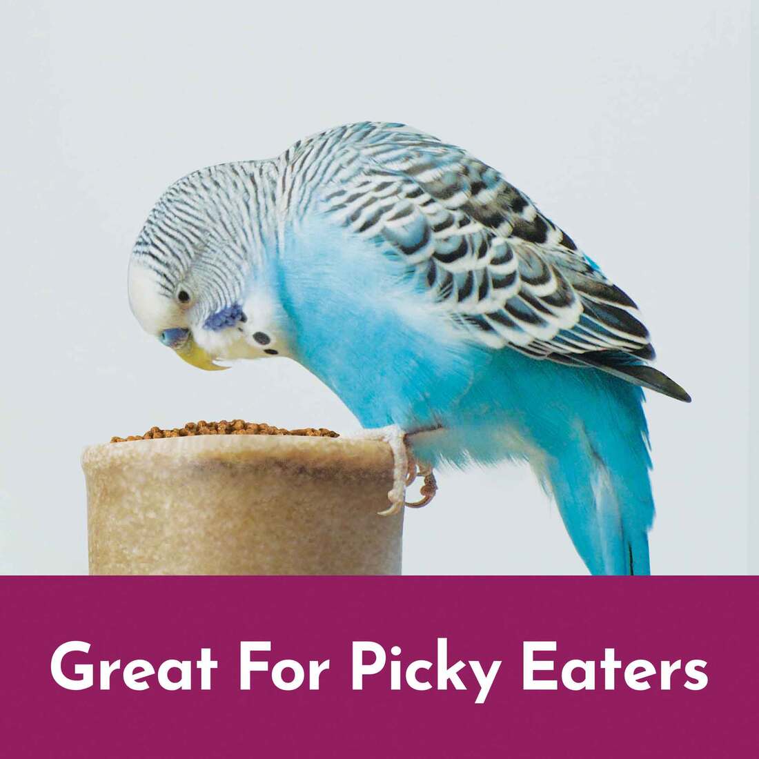 Kaytee NutriSoft Parakeet and Cockatiel Food, 2 Pounds
