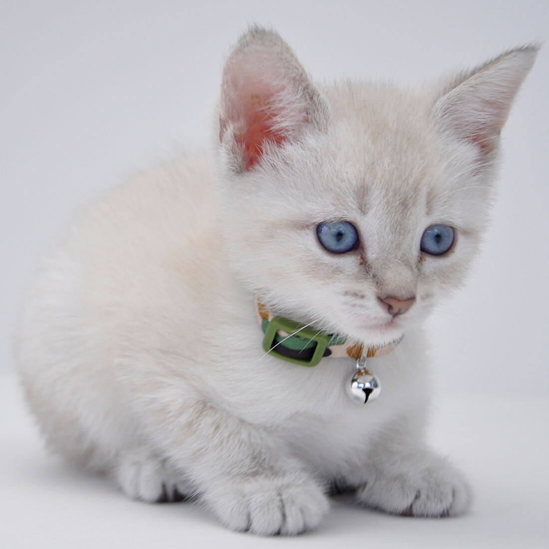Li'l Pals® Adjustable Breakaway Kitten Collar, Daisy Multi-Color, 5/16" x 06"-08"