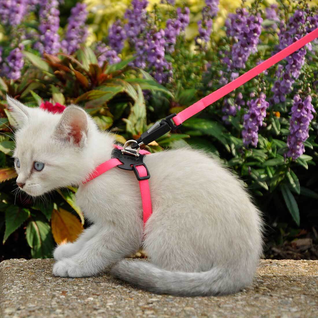 Li'l Pals® Adjustable Kitten Harness and 6' Leash Combo, Daisy Multi-Color, 3/8" x 06"-10"
