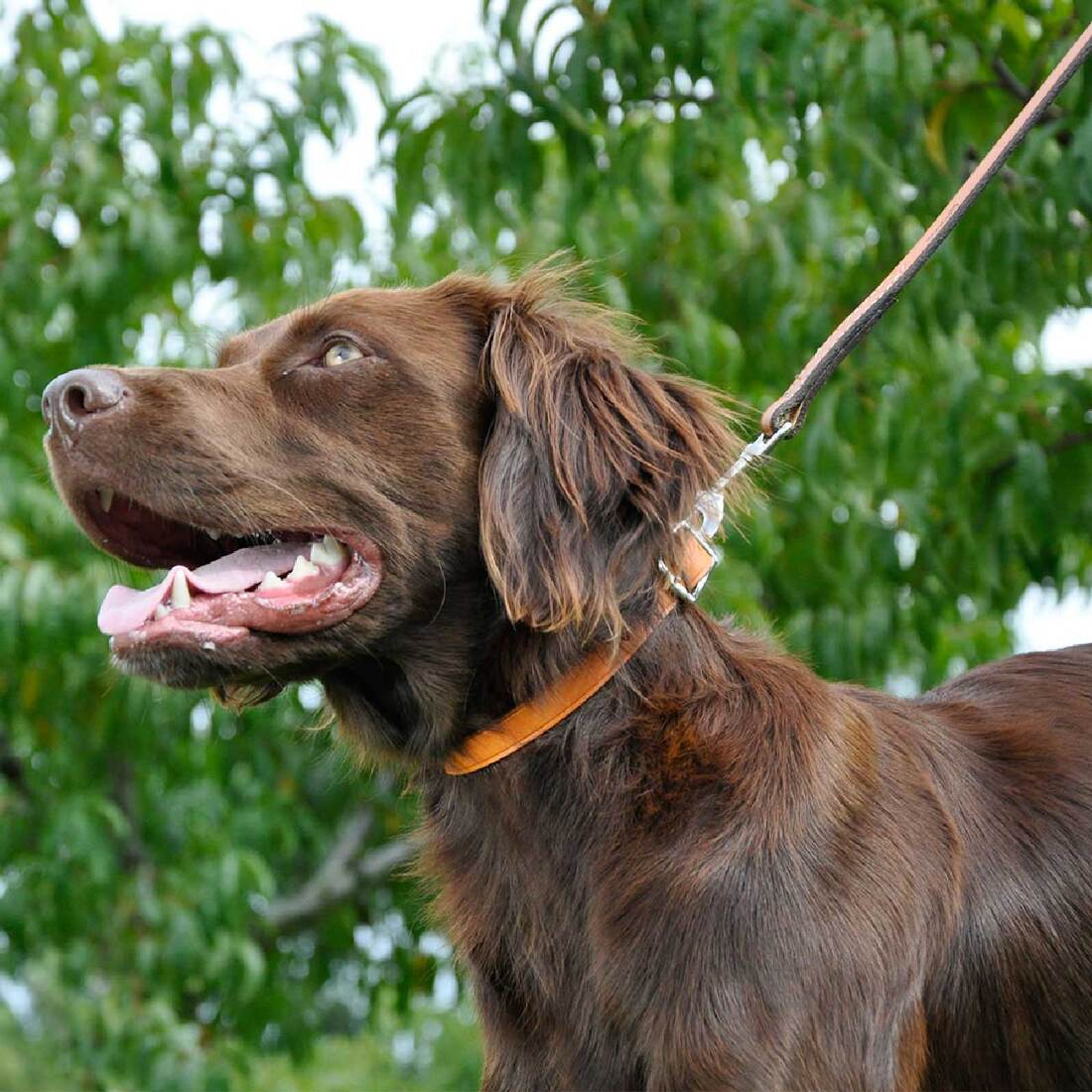 Circle T® Oak Tanned Leather Town Dog Collar, Black, 1" x 24"