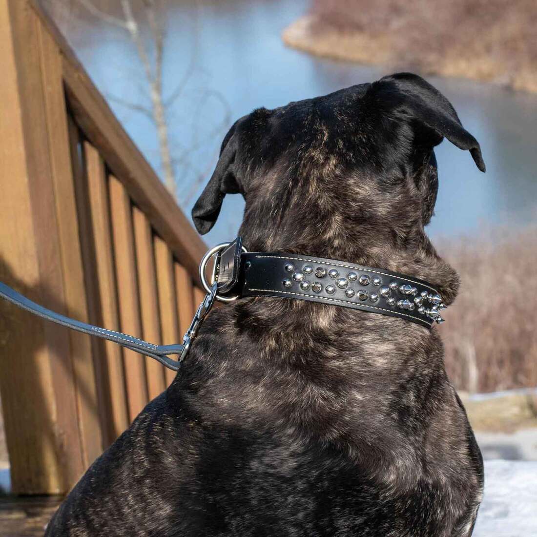Circle T Oak Tanned Leather Double-Ply Spiked Dog Collar, Black, Large