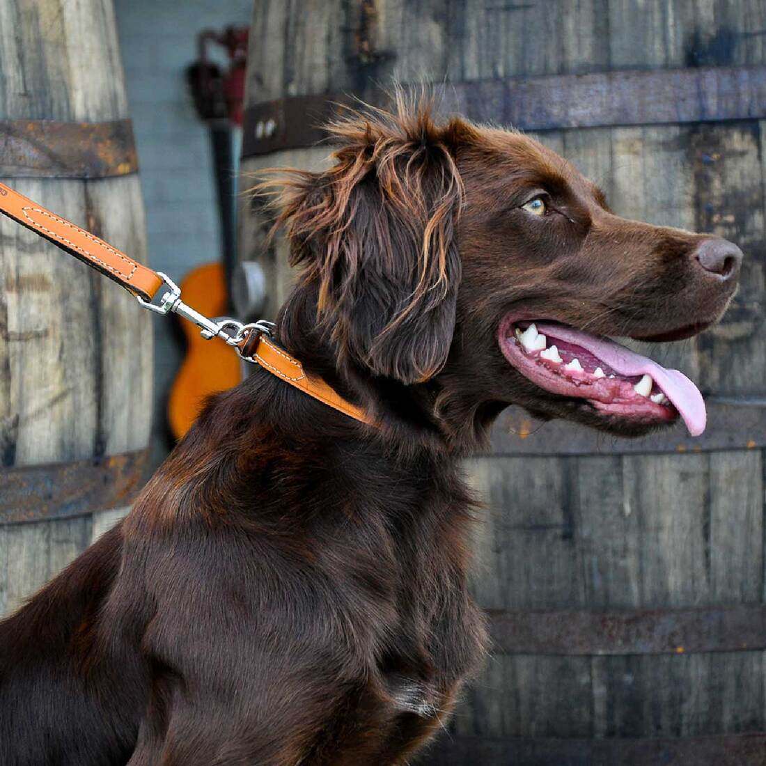 Circle T® Oak Tanned Leather Town Dog Collar, Black, 5/8" x 14"
