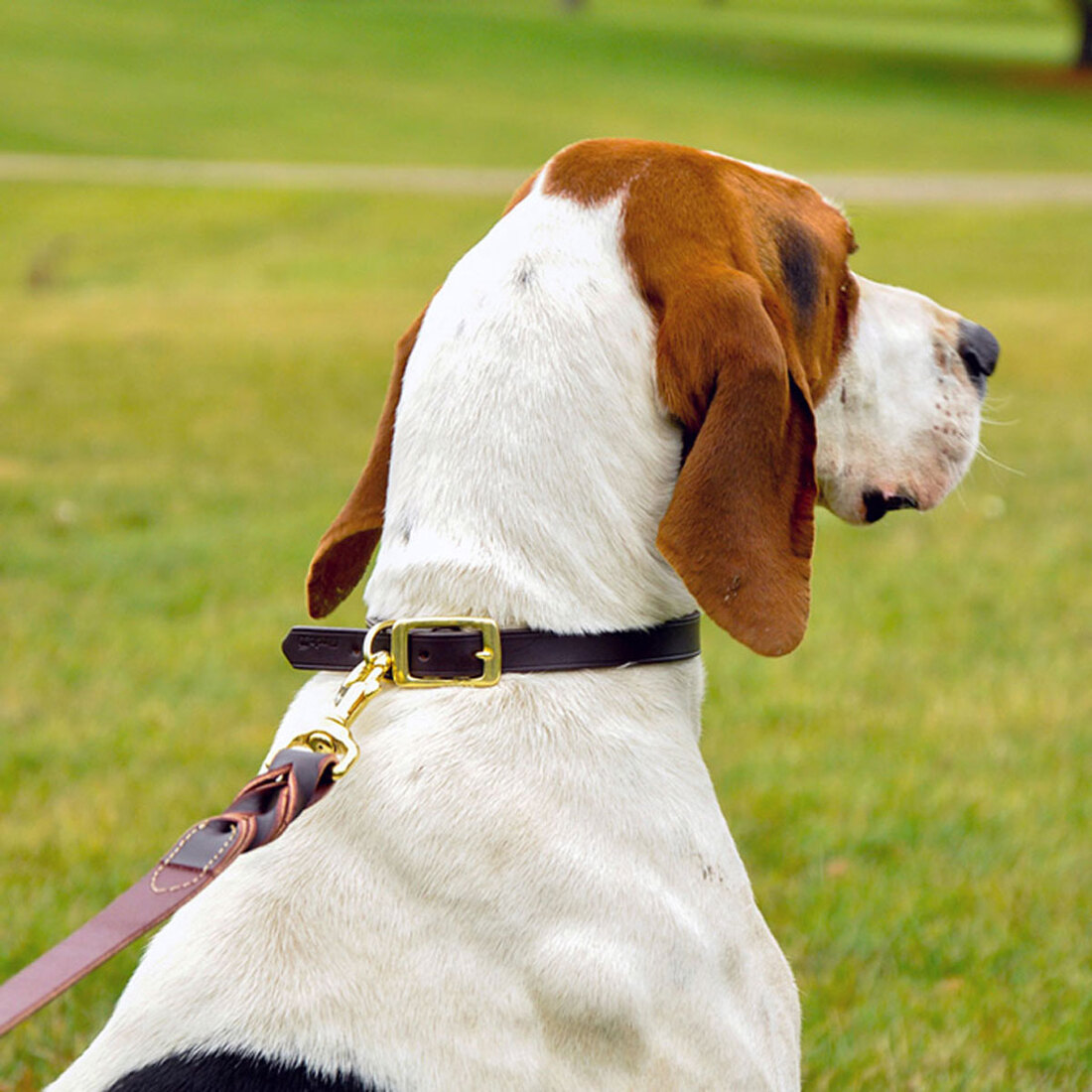 Circle T® Latigo Leather Twist Dog  Leash with Solid Brass Hardware, Latigo, 1" x 06'