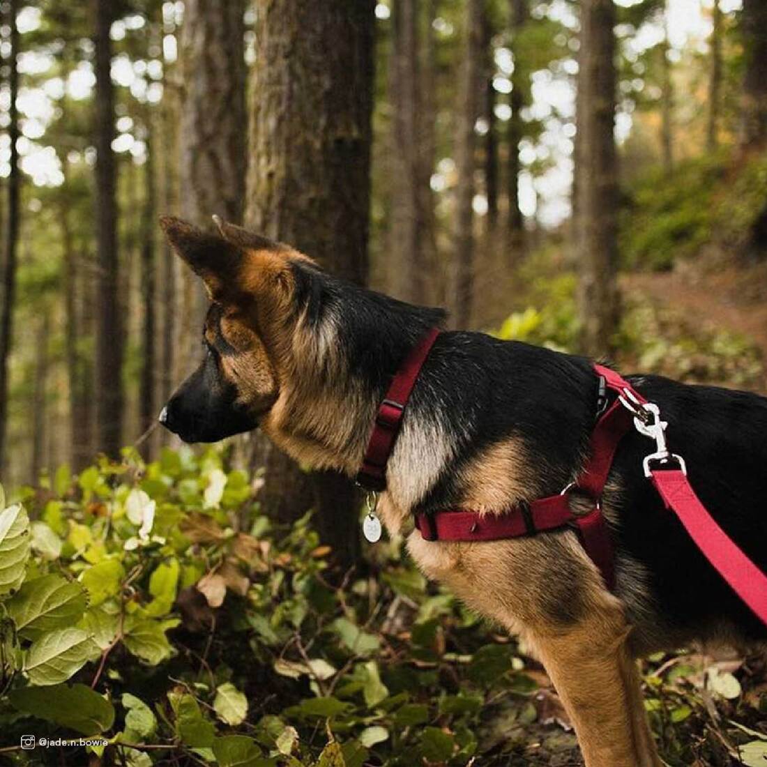 New Earth® Soy Adjustable Dog Collar, Rose, 5/8" x 08"-12"