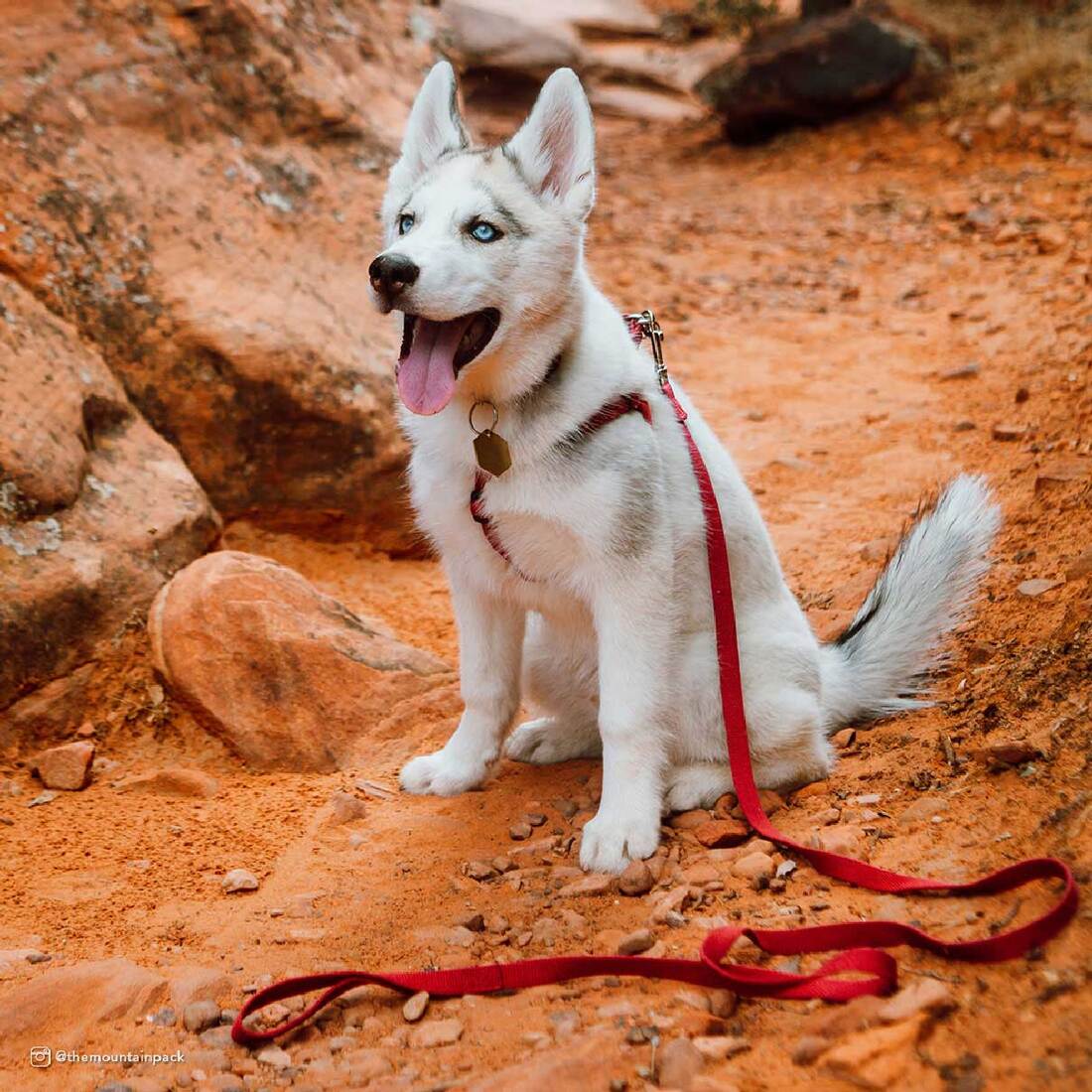 New Earth® Soy Dog Leash, Rose, 5/8" x 06'