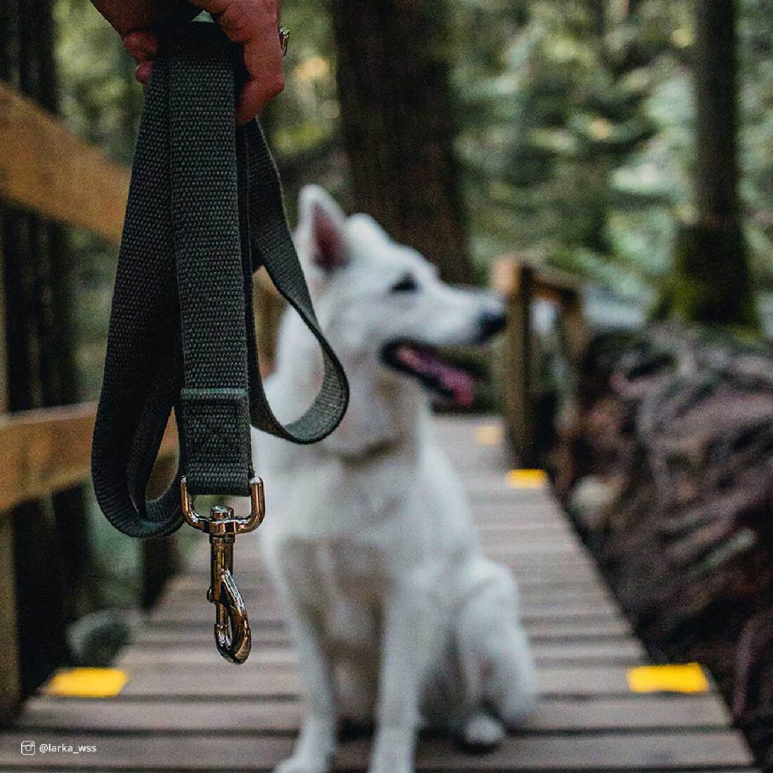 New Earth® Soy Dog Leash, Pumpkin, 1" x 06'