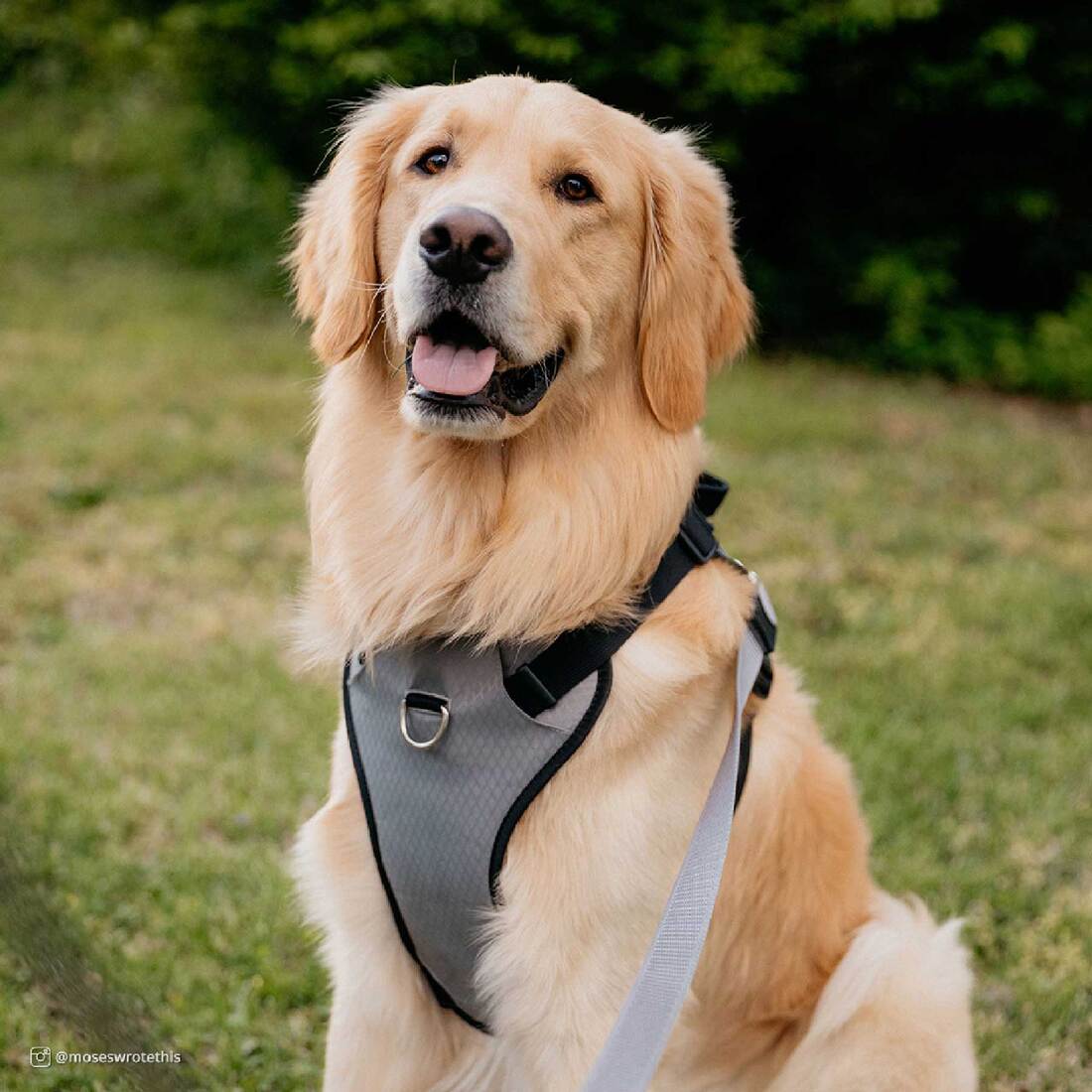 Inspire Harness, Inspire Grey, 1" x 30"-43"