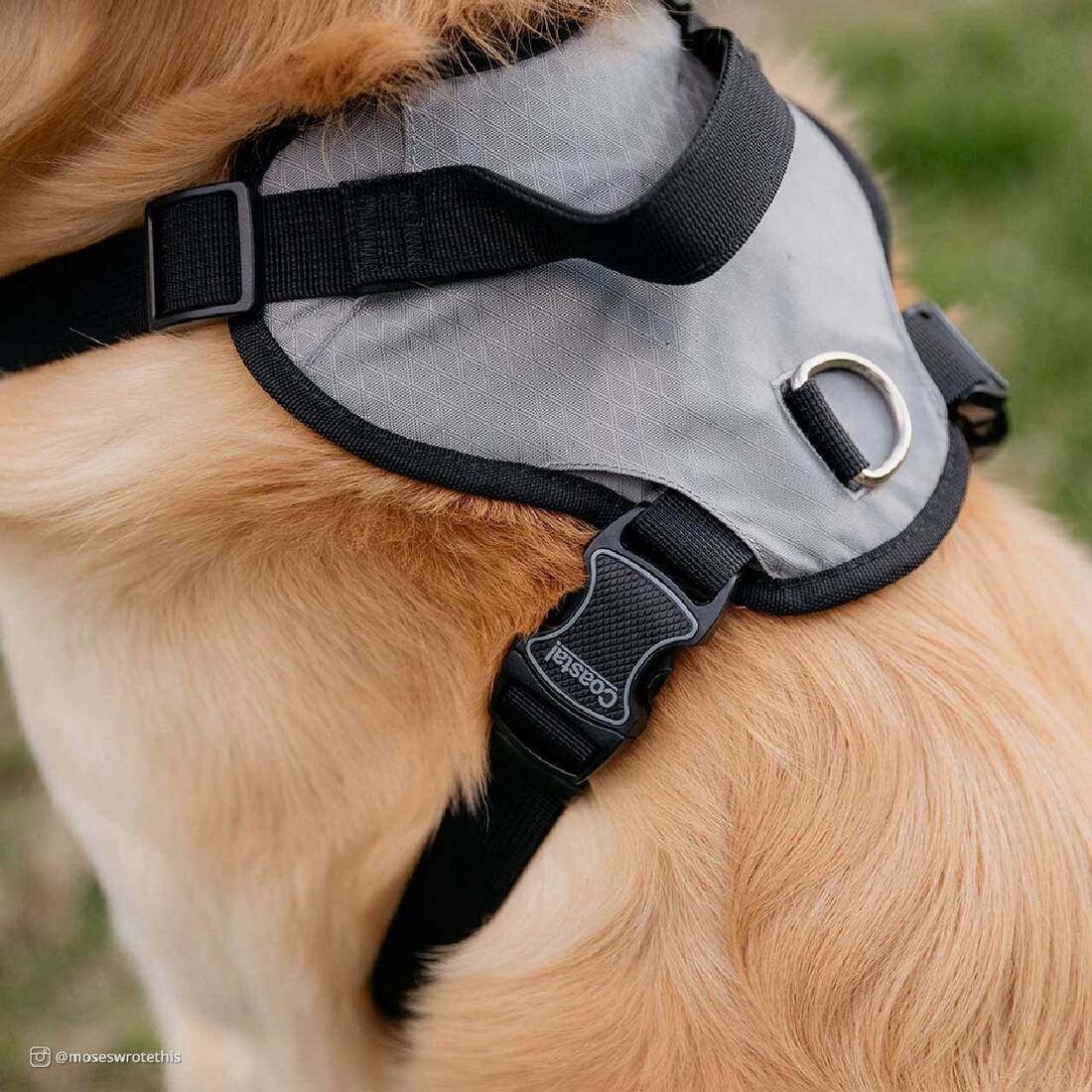 Inspire Harness, Inspire Grey, 1" x 30"-43"