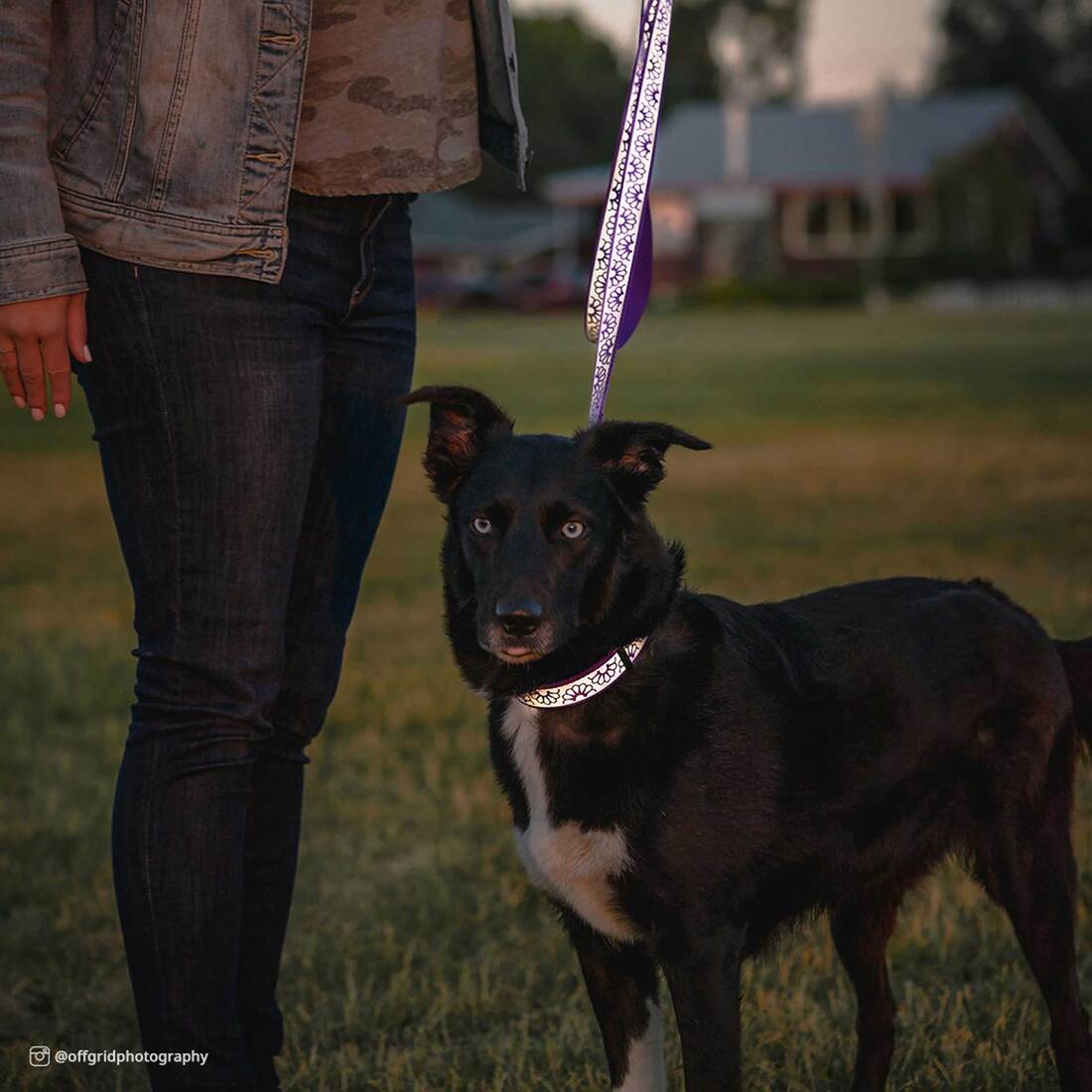 Lazer Brite® Reflective Open-Design Adjustable Collar, Pink Zebra, 3/8" x 08"-12"
