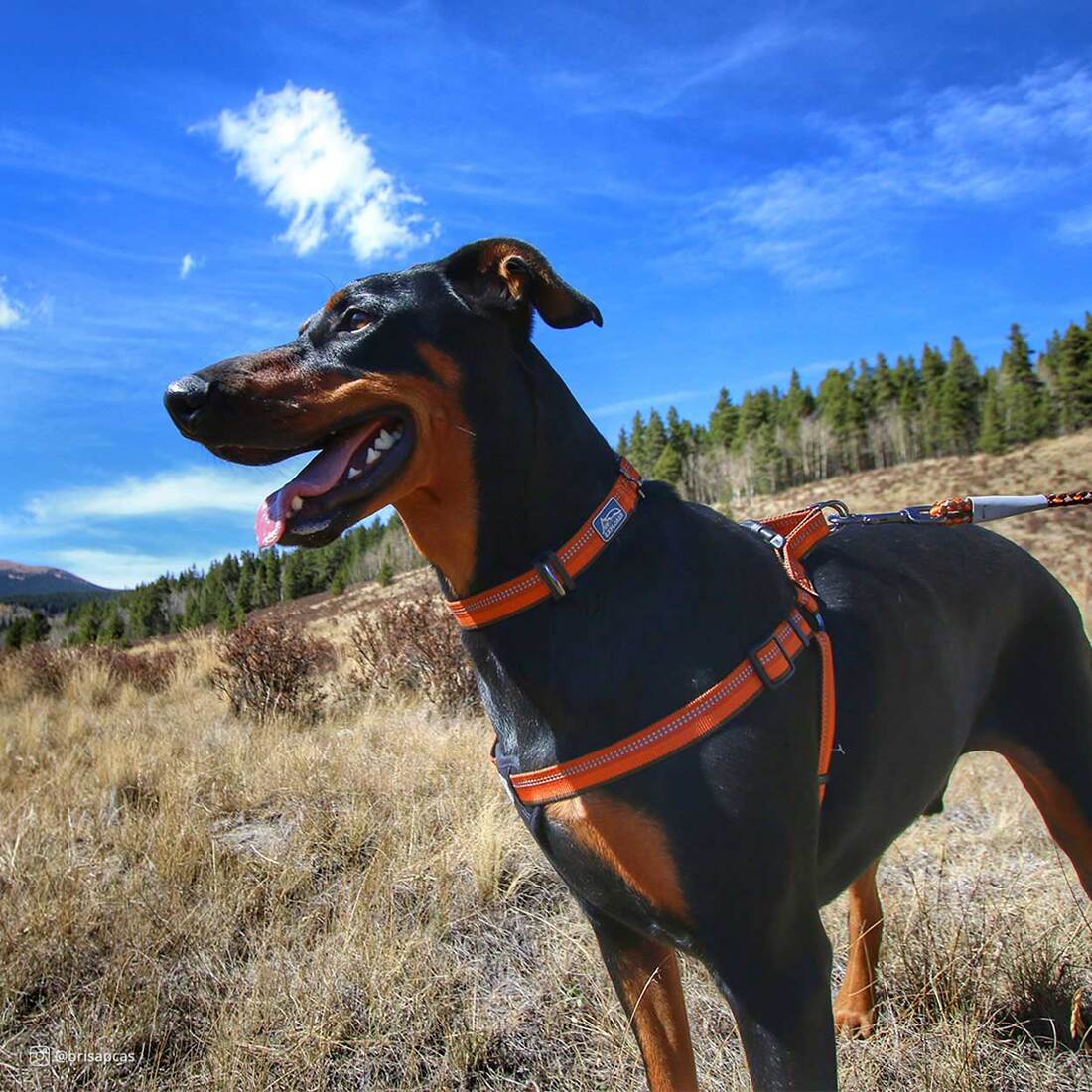 K9 Explorer® Reflective Adjustable Padded Dog Harness, Goldenrod, 5/8" x 12"-18"