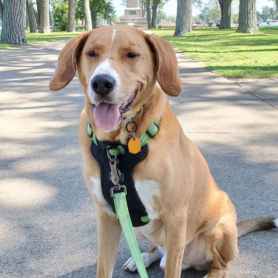 K9 Explorer Brights Reflective Dog Leash, Meadow, Medium/Large