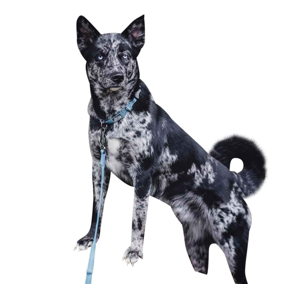 Coastal Pet Products K9 Explorer® Brights Reflective Dog Leash, Ocean, 1" x 06'
