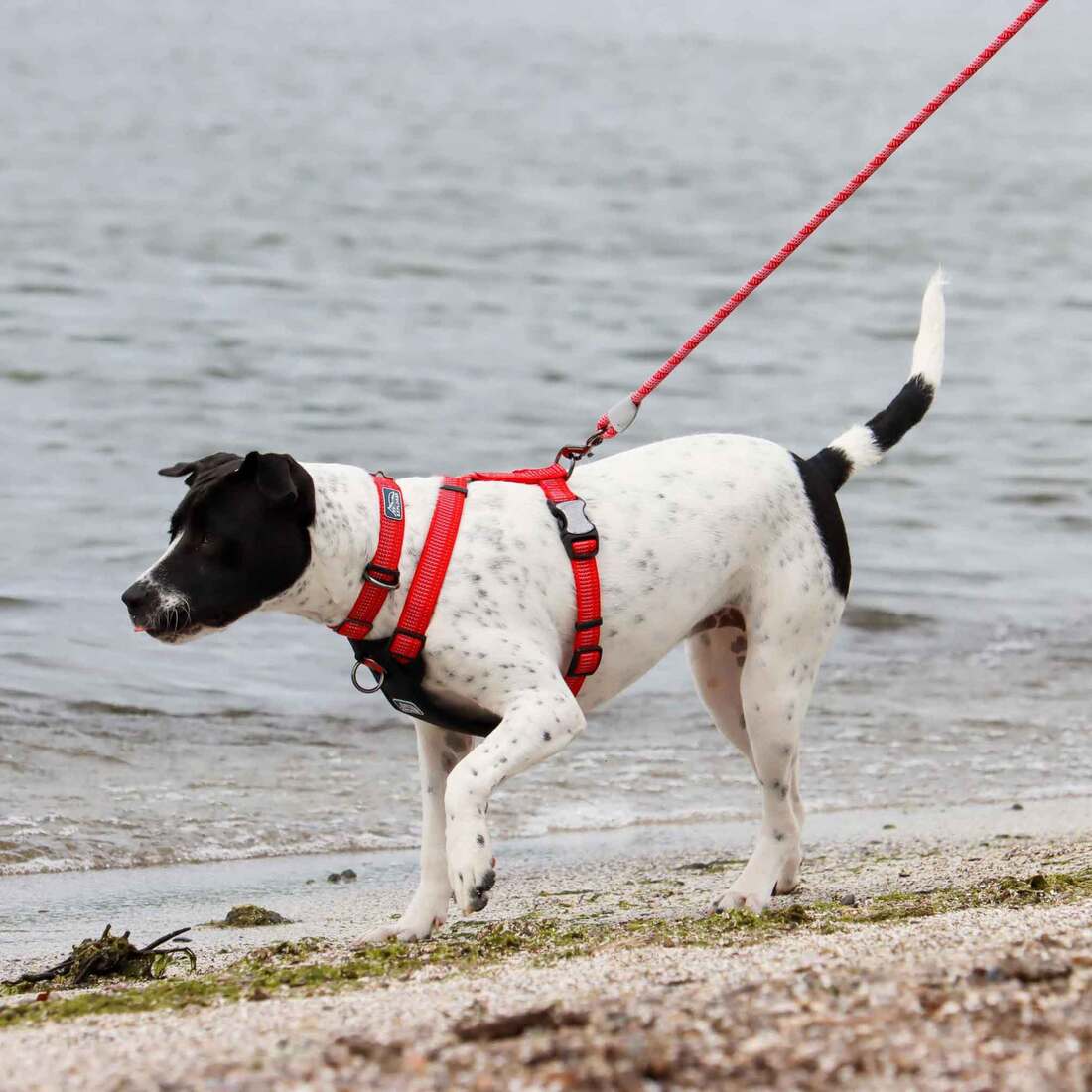 K9 Explorer Brights Reflective Braided Rope Snap Leash, Canyon