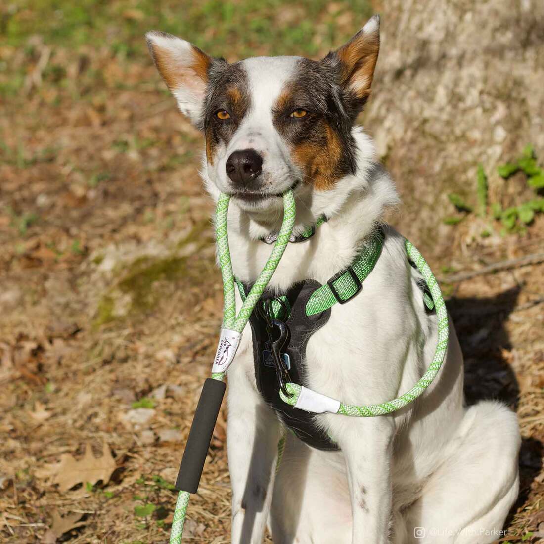 K9 Explorer Brights Reflective Braided Rope Snap Leash, Meadow