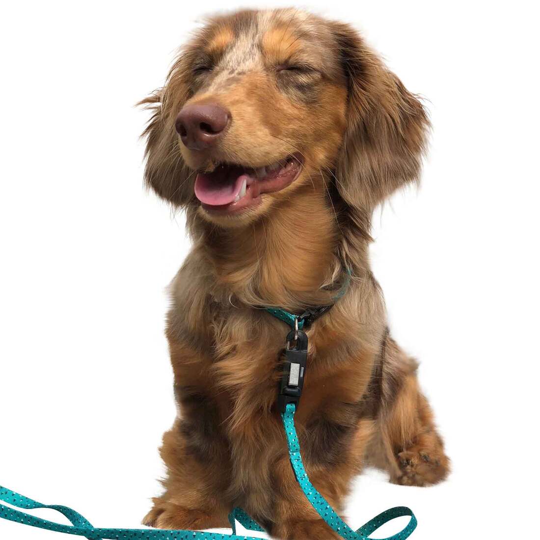 Coastal Pet Products Li'l Pals® Adjustable Patterned Dog Collar, Teal and Grey Diamonds, 3/8" x 06"-