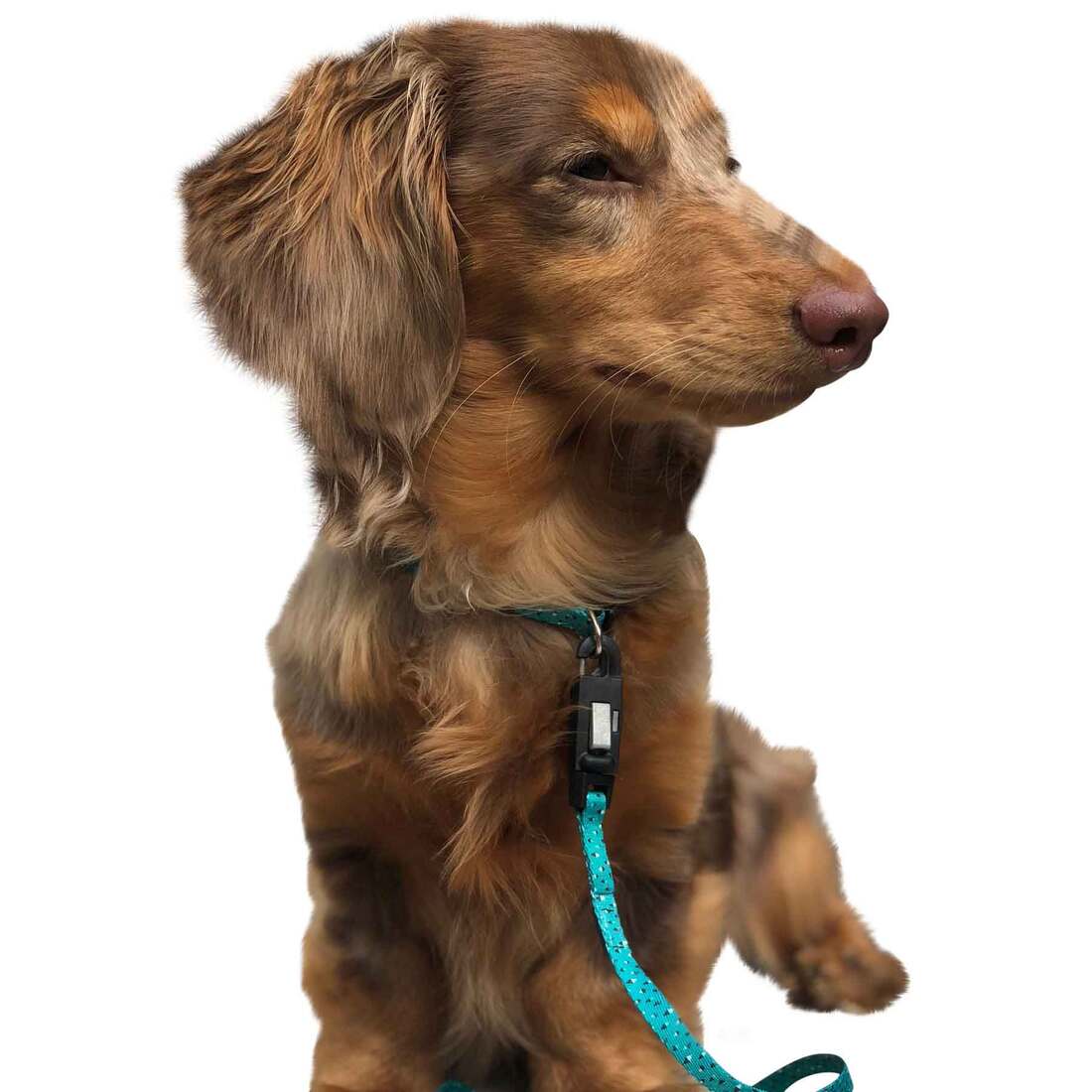 Coastal Pet Products Li'l Pals® Adjustable Patterned Dog Collar, Teal and Grey Diamonds, 3/8" x 06"-