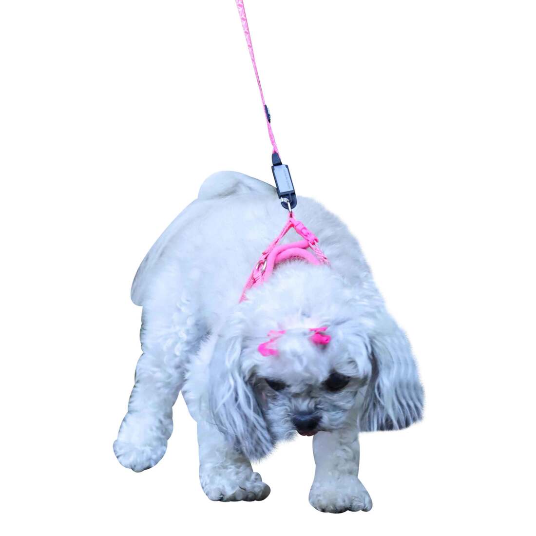 Coastal Pet Products Li'l Pals® Canvas Dog Harness, Pink Tribal Chevron, 3/8" x 10"-12"