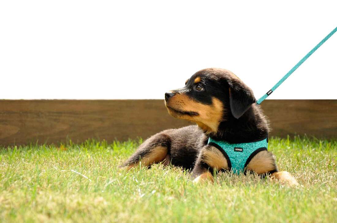 Coastal Pet Products Li'l Pals® Canvas Dog Harness, Teal and Grey Diamonds, 3/8" x 10"-12"
