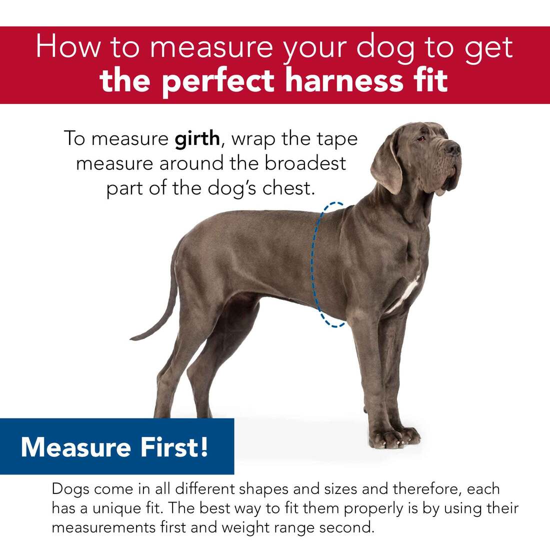 Coastal Pet Products Li'l Pals® Canvas Dog Harness, Teal and Grey Diamonds, 3/8" x 10"-12"