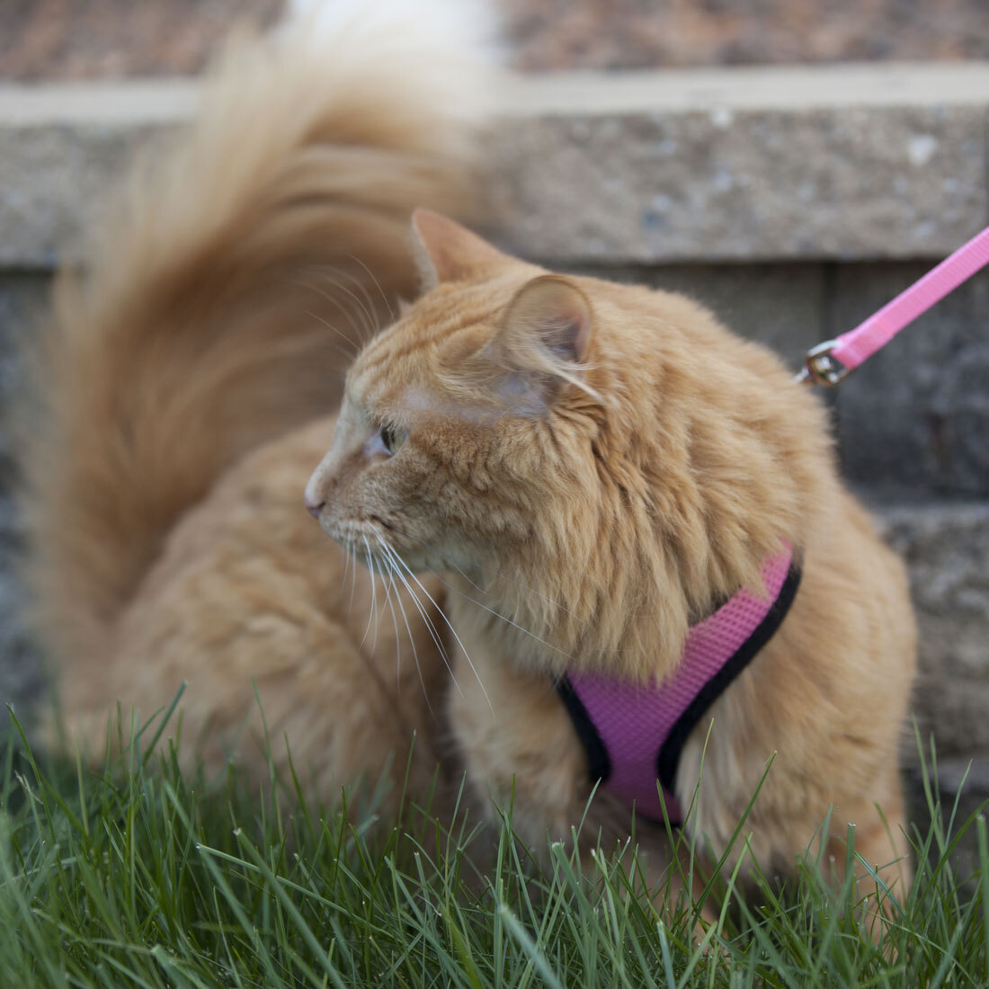 Comfort Soft® Adjustable Cat Harness with 6' Leash, Blue Lagoon, 3/8" x 11"-14"